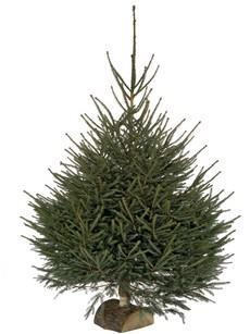 Recycler et valoriser son sapin après les fêtes